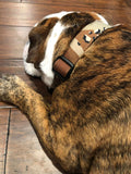 Desert Camo Dog Collar (5 sizes)