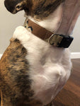 Desert Camo Dog Collar (5 sizes)