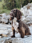 Desert Camo Dog Collar (5 sizes)